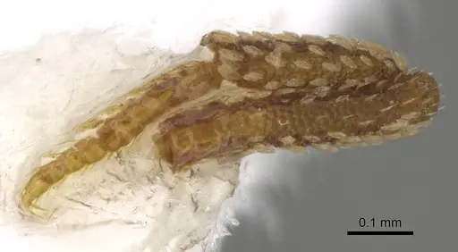 Talaridris mandibularis specimen CASENT0235384-D01 image casent0235384-d01_4