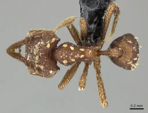 Talaridris mandibularis specimen CASENT0235384 image casent0235384_1