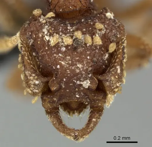 Talaridris mandibularis specimen CASENT0235384 image casent0235384_3