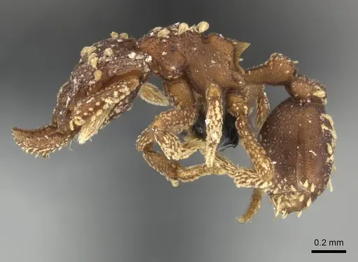 Talaridris mandibularis specimen CASENT0235384 image casent0235384_5