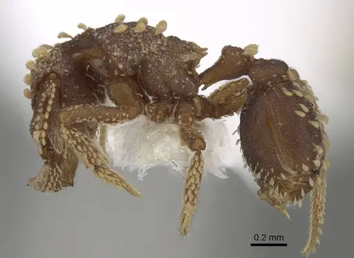 Talaridris mandibularis specimen CASENT0235384 image casent0235384_6