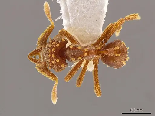 Talaridris mandibularis specimen CASENT0639188 image casent0639188_1
