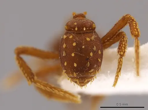 Talaridris mandibularis specimen CASENT0639188 image casent0639188_2