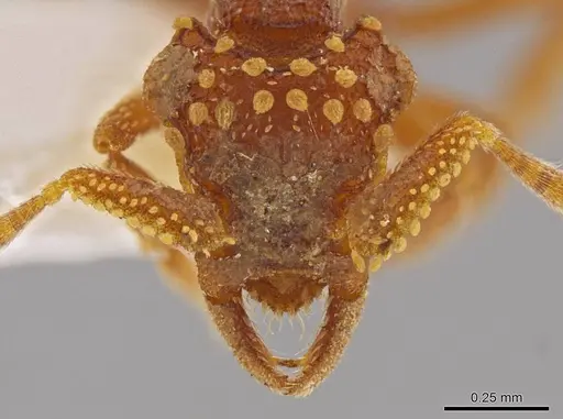 Talaridris mandibularis specimen CASENT0639188 image casent0639188_3