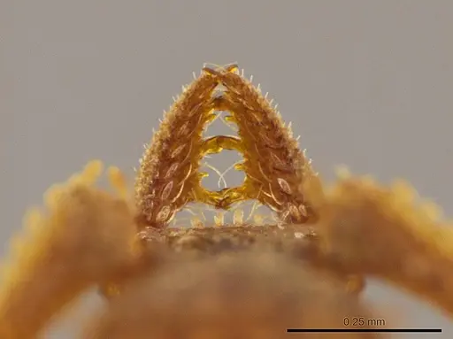 Talaridris mandibularis specimen CASENT0639188 image casent0639188_4