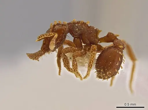 Talaridris mandibularis specimen CASENT0639188 image casent0639188_5