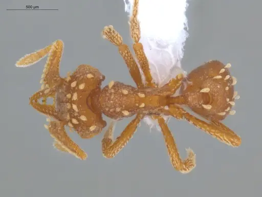 Talaridris mandibularis specimen ECOFOG-MI15-0170-10 image ecofog-mi15-0170-10_1