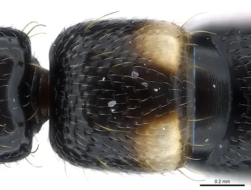 Tanipone aglandula specimen CASENT0002597 image casent0002597_1