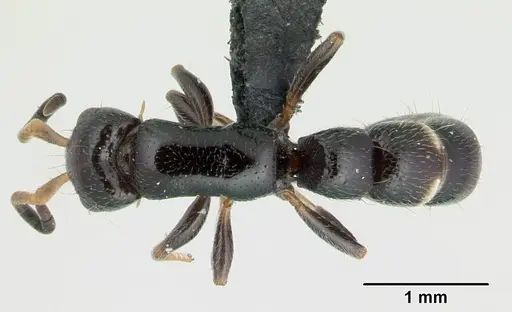 Tanipone aglandula specimen CASENT0492248 image casent0492248_1