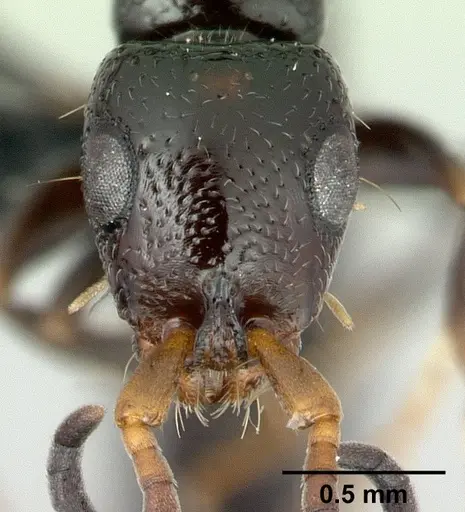 Tanipone aglandula specimen CASENT0492248 image casent0492248_2