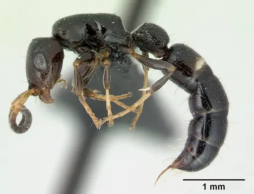 Tanipone aglandula specimen CASENT0492248 image casent0492248_3