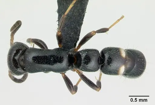 Tanipone aglandula specimen CASENT0492424 image casent0492424_1