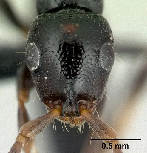 Tanipone aglandula specimen CASENT0492424 image casent0492424_2