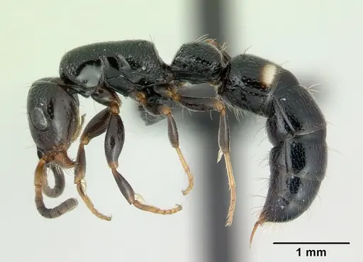Tanipone aglandula specimen CASENT0492424 image casent0492424_3