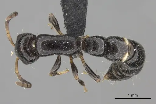Tanipone aglandula specimen CASENT0492491 image casent0492491_1