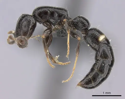 Tanipone aglandula specimen CASENT0492491 image casent0492491_4