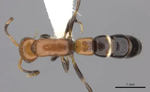 Tanipone cognata specimen CASENT0195405 image casent0195405_1