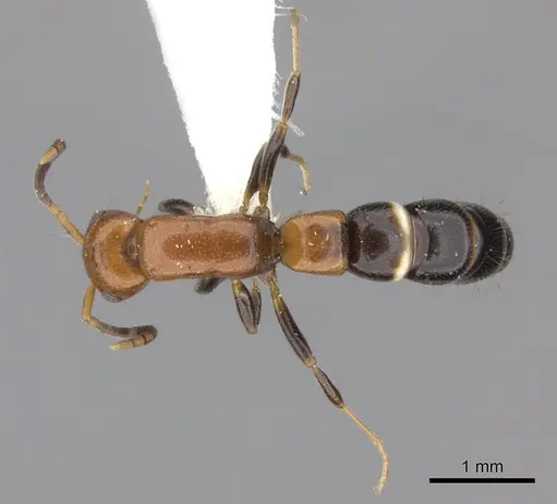 Tanipone cognata specimen CASENT0195405 image casent0195405_2