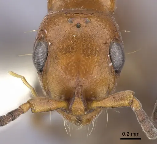 Tanipone cognata specimen CASENT0195405 image casent0195405_3
