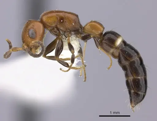 Tanipone cognata specimen CASENT0195405 image casent0195405_5