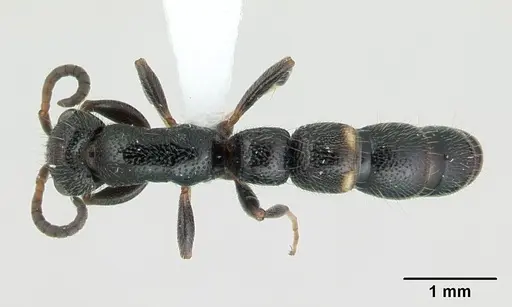 Tanipone hirsuta specimen CASENT0000547 image casent0000547_1