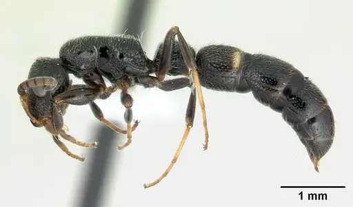 Tanipone hirsuta specimen CASENT0000547 image casent0000547_3