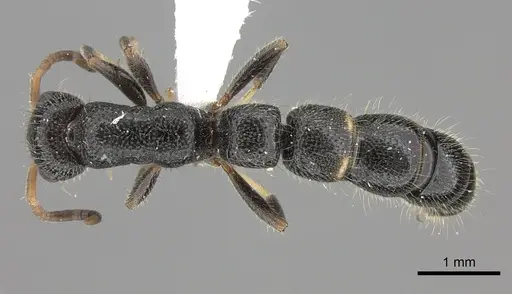Tanipone hirsuta specimen CASENT0000842 image casent0000842_1