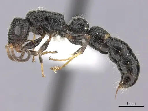 Tanipone hirsuta specimen CASENT0000842 image casent0000842_3