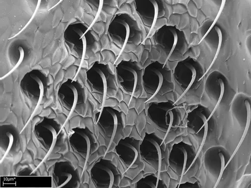 Tanipone hirsuta specimen CASENT0010022 image casent0010022_1