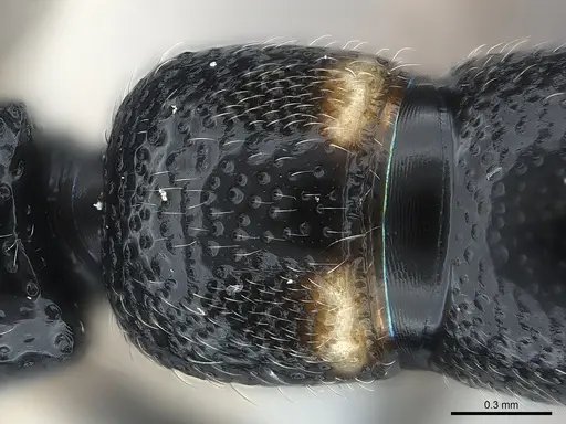 Tanipone hirsuta specimen CASENT0207891 image casent0207891_1