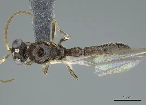 Tanipone hirsuta specimen CASENT0740899 image casent0740899_1