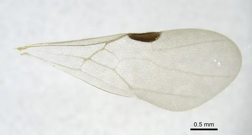 Tanipone hirsuta specimen CASENT0740899 image casent0740899_5