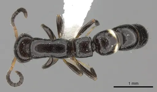 Tanipone maculata specimen CASENT0001335 image casent0001335_1