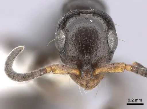 Tanipone maculata specimen CASENT0001335 image casent0001335_2