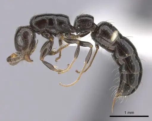 Tanipone maculata specimen CASENT0001335 image casent0001335_3