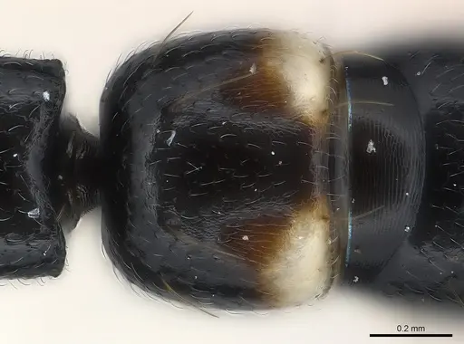 Tanipone maculata specimen CASENT0002380 image casent0002380_1