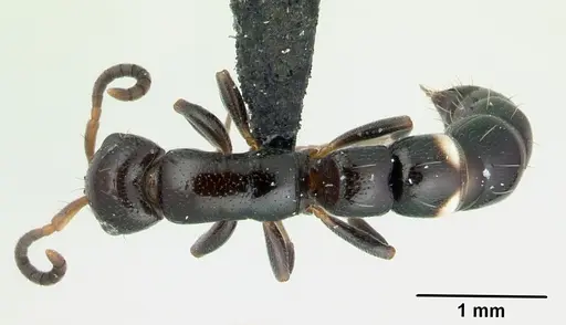 Tanipone maculata specimen CASENT0002516 image casent0002516_1