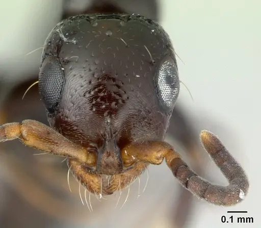 Tanipone maculata specimen CASENT0002516 image casent0002516_2