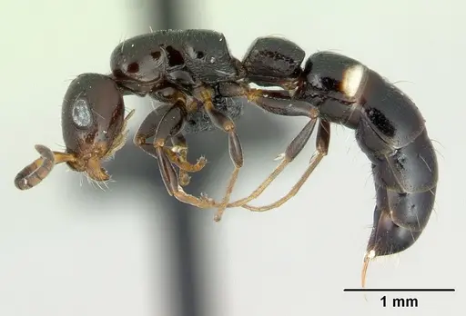 Tanipone maculata specimen CASENT0002516 image casent0002516_3