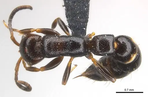Tanipone maculata specimen CASENT0002590 image casent0002590_1