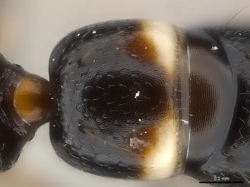 Tanipone maculata specimen CASENT0002590 image casent0002590_2