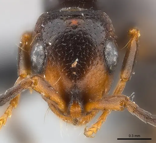Tanipone maculata specimen CASENT0002590 image casent0002590_3