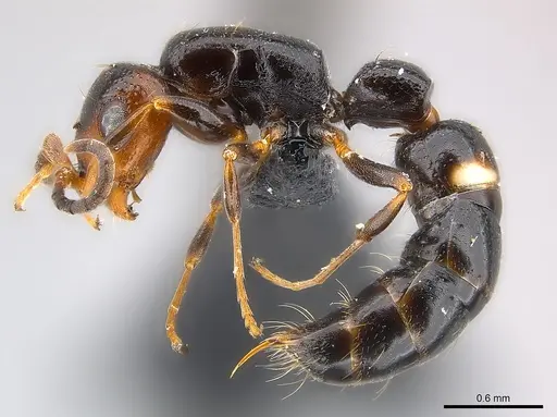 Tanipone maculata specimen CASENT0002590 image casent0002590_4