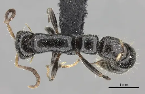 Tanipone pilosa specimen CASENT0110420 image casent0110420_1