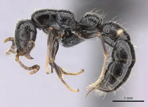 Tanipone pilosa specimen CASENT0110420 image casent0110420_4