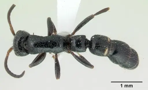 Tanipone pilosa specimen CASENT0410479 image casent0410479_1