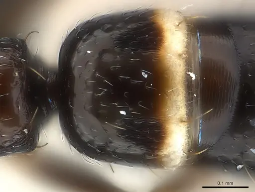 Tanipone scelesta specimen CASENT0002323 image casent0002323_2