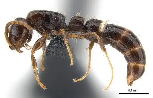 Tanipone scelesta specimen CASENT0073599 image casent0073599_4