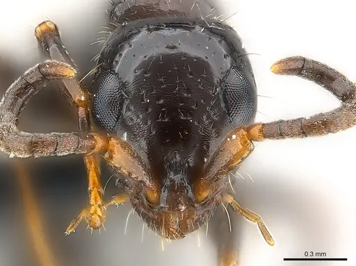 Tanipone subpilosa specimen CASENT0110527 image casent0110527_3