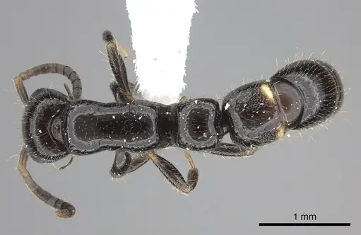 Tanipone subpilosa specimen CASENT0410477 image casent0410477_1